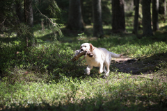 My Brand All That Jazz 'Amy'