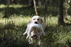 My Brand All That Jazz 'Amy'