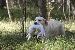 My Brand All That Jazz \'Amy\'