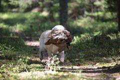 My Brand All That Jazz \'Amy\'