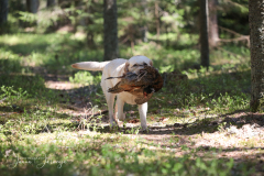 My Brand All That Jazz 'Amy'