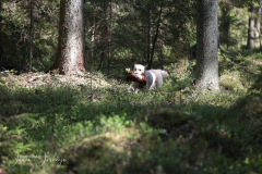 My Brand All That Jazz 'Amy'