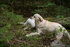 My Brand All That Jazz 'Amy'