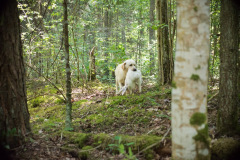 My Brand All That Jazz 'Amy'