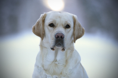 My Brand All That Jazz \'Amy\'