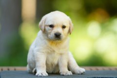 My Brand All That Jazz 'Amy'