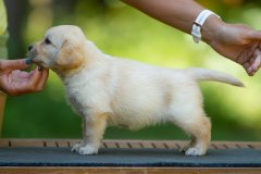 My Brand All That Jazz 'Amy'