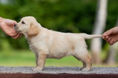 My Brand All That Jazz 'Amy'