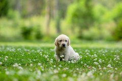 My Brand All That Jazz 'Amy'