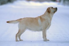 My Brand All That Jazz \'Amy\'