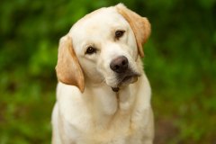 My Brand All That Jazz 'Amy'