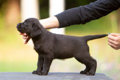 My Brand Catch Me If You Can