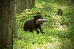 My Brand Catch Me If You Can