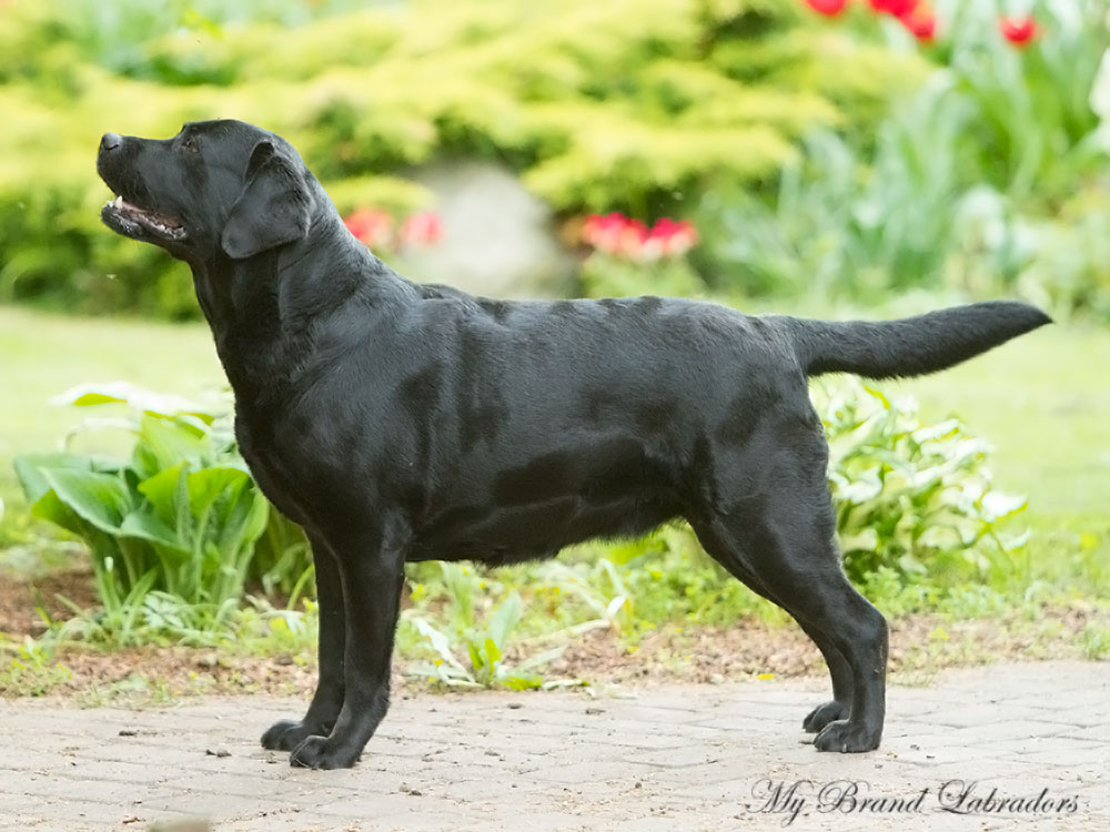 My Brand Chanel No Five