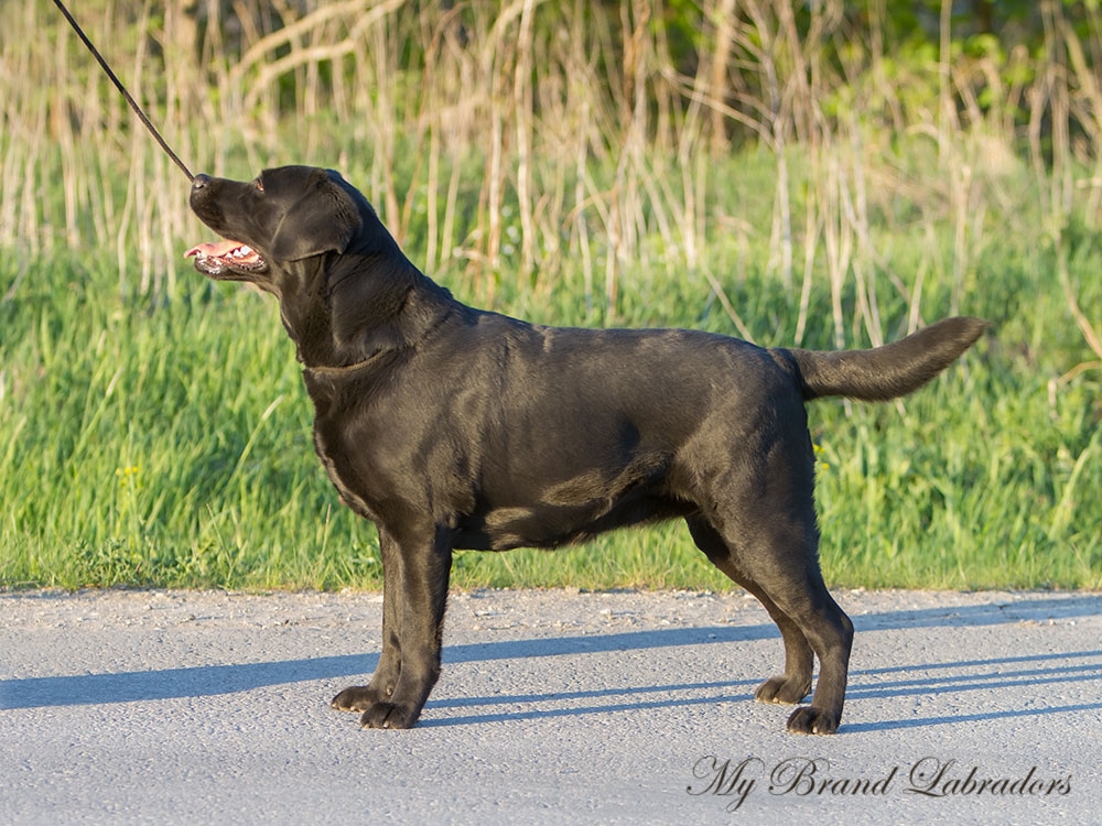 MB-Chanel-No-Five-May16