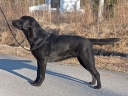 pepe-1year