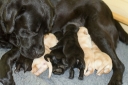 Puppies by Waterline's Think Twice & My Brand Chanel No Five