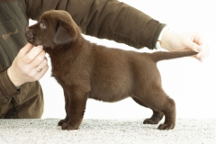 My Brand Coco Mademoiselle (6 weeks old)