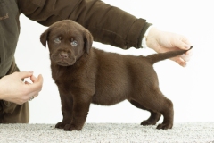 My Brand Coco Mademoiselle (6 weeks old)