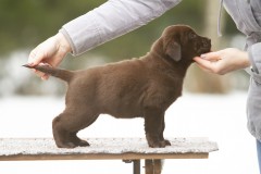 My Brand Coco Mademoiselle (7 weeks old)