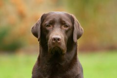 My Brand Coco Mademoiselle (2,5 years old)