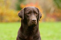 My Brand Coco Mademoiselle (2,5 years old)