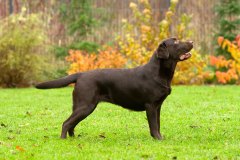 My Brand Coco Mademoiselle (2,5 years old)