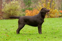 My Brand Coco Mademoiselle (2,5 years old)