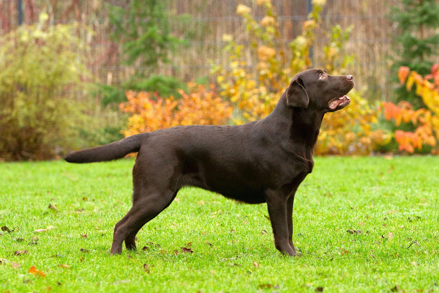 My Brand Coco Mademoiselle