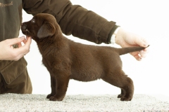 My Brand Coco Rocha (6 weeks old)