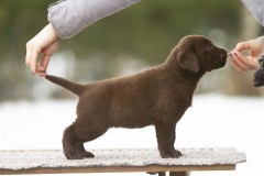 My Brand Coco Rocha (7 weeks old)