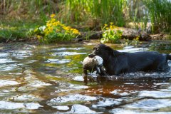 My Brand Crystal Clear