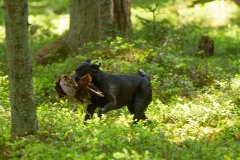 My Brand Crystal Clear