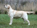 My Brand Edelweiss at the age of 11 months