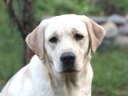 My Brand Edelweiss at the age of 11 months