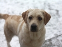 haylee-head-1y