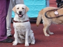 My Brand Edelweiss training to become a blind guiding dog