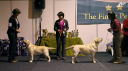BOB: My Brand Espirit, BOS: Guideline's Trade Gothic