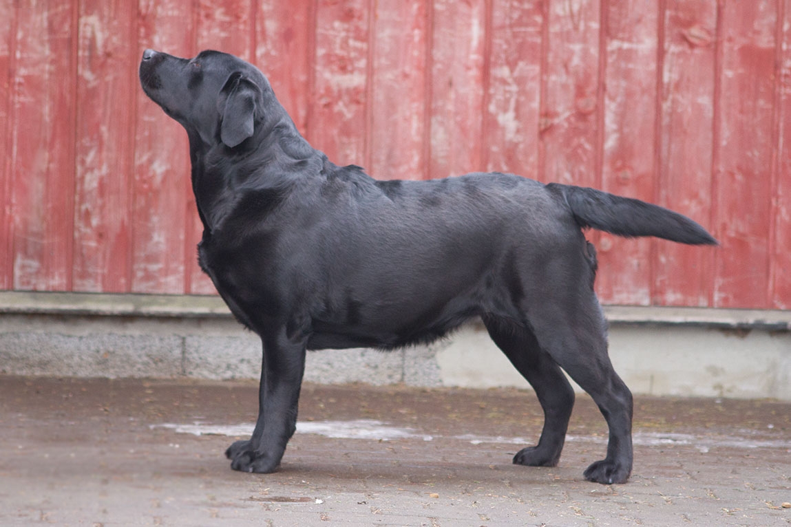 My Brand First Class Five Star "Tessa" (3 years old)