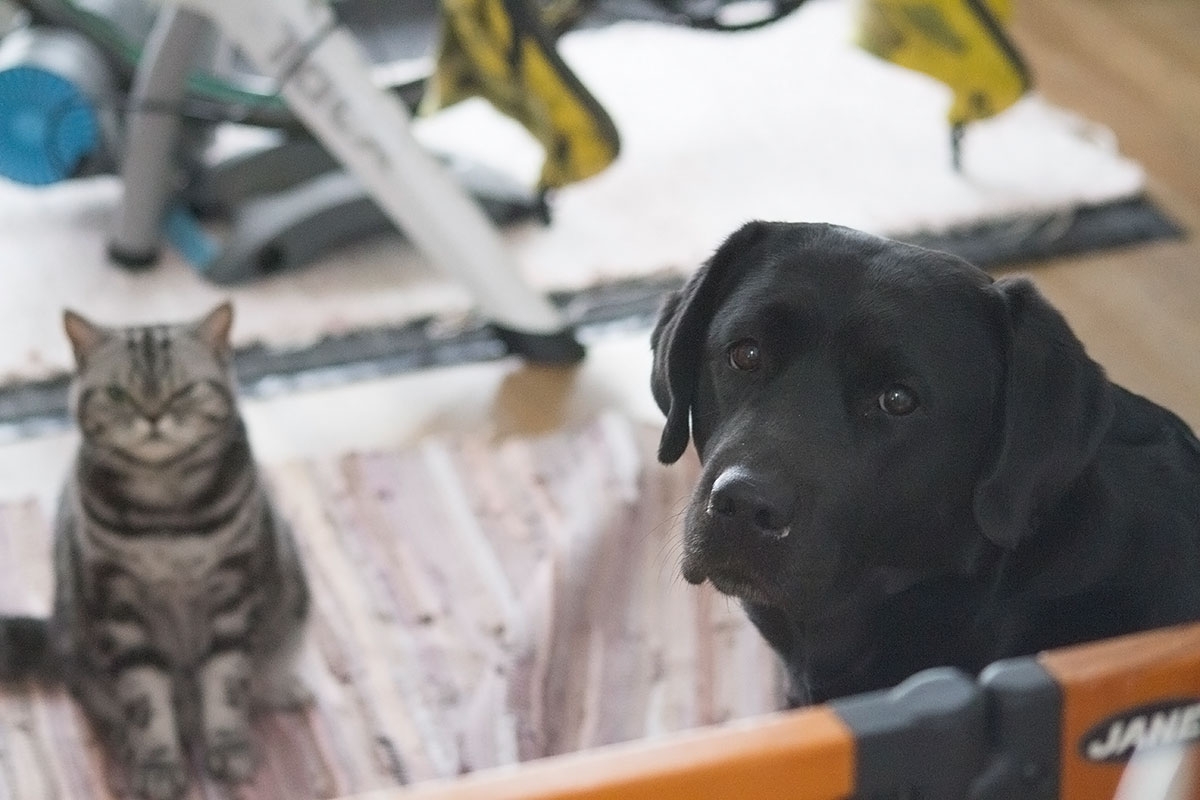 My Brand First Class Five Star "Tessa" (3 years old)