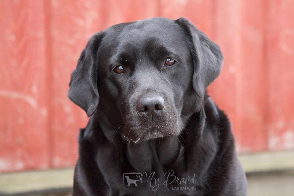 My Brand First Class Five Star "Tessa" (3 years old)