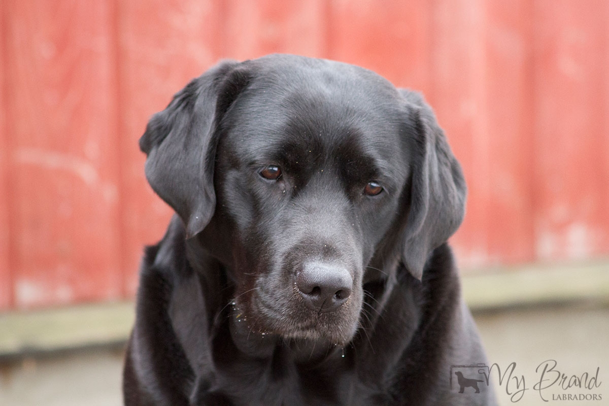 My Brand First Class Five Star "Tessa" (3 years old)