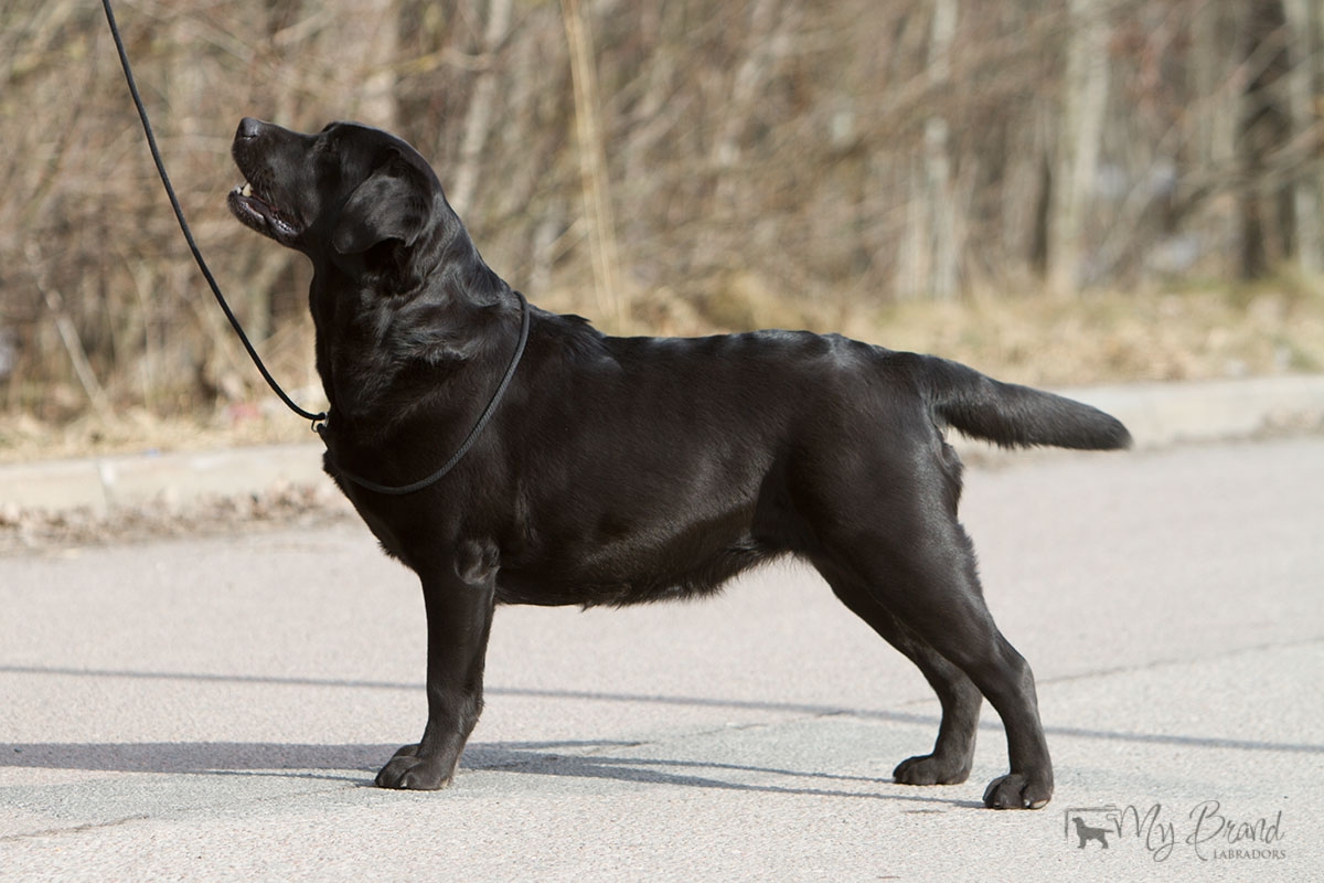 My Brand First Class Five Star "Tessa" (3 years old)