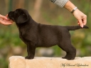 Tessa at the age of 7 weeks