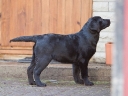 Tessa, at the age of 4 months