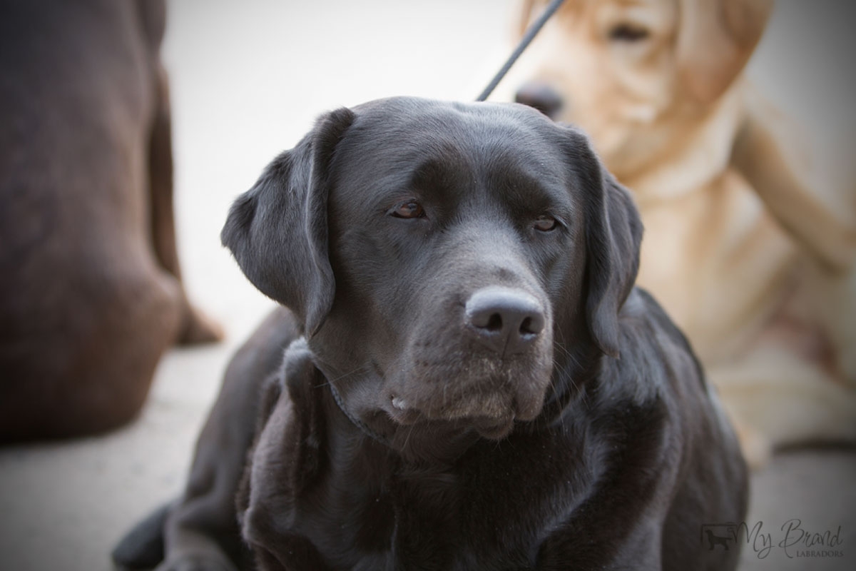 My Brand First Class Five Star "Tessa" (3 years old)