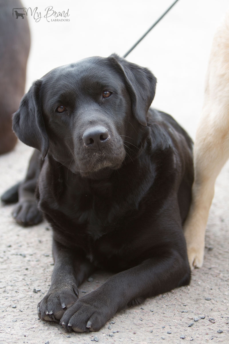 My Brand First Class Five Star "Tessa" (3 years old)