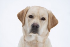 My Brand Golden Days (9 months old)