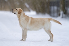 My Brand Golden Days (9 months old)