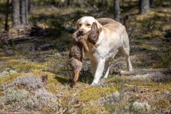 My Brand Golden Dream "Roxi" qualified in the field. Photo by Juris Maurans